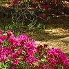 Rhododendron 'Girard's Fuchsia', habit