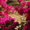 Rhododendron 'Girard's Fuchsia', habit