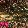Rhododendron 'Girard's Fuchsia', habit