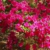 Rhododendron 'Girard's Fuchsia', habit