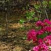 Rhododendron 'Girard's Fuchsia', habit