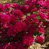 Rhododendron 'Girard's Fuchsia', habit