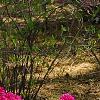 Rhododendron 'Girard's Fuchsia', habit