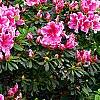 Rhododendron 'Girard's Rose', habit