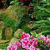 Rhododendron 'Girard's Rose', habit