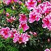 Rhododendron 'Girard's Rose', habit