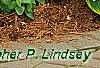 Rhododendron 'Girard's Rose', habit
