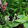 Rhododendron 'Girard's Rose', habit