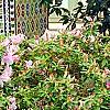 Rhododendron 'George Taber', habit