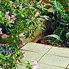 Rhododendron 'George Taber', habit