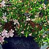 Rhododendron 'George Taber', habit