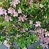 Rhododendron 'George Taber', habit