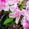 Rhododendron 'George Taber', flowers
