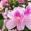Rhododendron 'George Taber', flowers