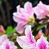 Rhododendron 'George Taber', flowers