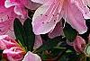 Rhododendron 'George Taber', flowers