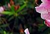 Rhododendron 'George Taber', flowers