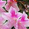Rhododendron 'George Taber', flowers