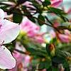 Rhododendron 'George Taber', flowers