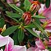 Rhododendron 'George Taber', flowers