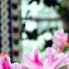 Rhododendron 'George Taber', flowers