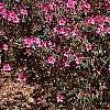 Rhododendron indicum, habit