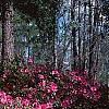 Rhododendron indicum, habit