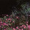Rhododendron indicum, habit
