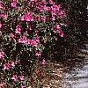 Rhododendron indicum, habit