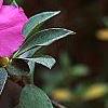 Rhododendron indicum, flowers