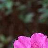 Rhododendron indicum, flowers