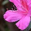 Rhododendron indicum, flowers