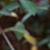 Rhododendron indicum, flowers