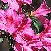 Rhododendron indicum, flowers