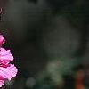 Rhododendron indicum, flowers