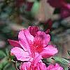 Rhododendron indicum, flowers