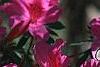 Rhododendron indicum, flowers