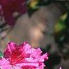 Rhododendron indicum, flowers