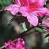 Rhododendron indicum, flowers