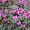 Rhododendron 'Karen's', habit