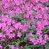 Rhododendron 'Karen's', habit