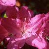 Rhododendron 'Karen's', flowers