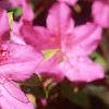 Rhododendron 'Karen's', flowers