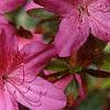 Rhododendron 'Karen's', flowers