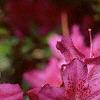 Rhododendron 'Karen's', flowers