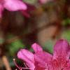 Rhododendron 'Karen's', flowers