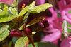 Rhododendron 'Karen's', flowers