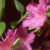Rhododendron 'Karen's', flowers
