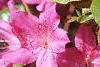 Rhododendron 'Karen's', flowers