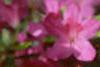 Rhododendron 'Karen's', flowers